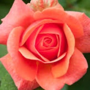 Meet your Posher, Ami